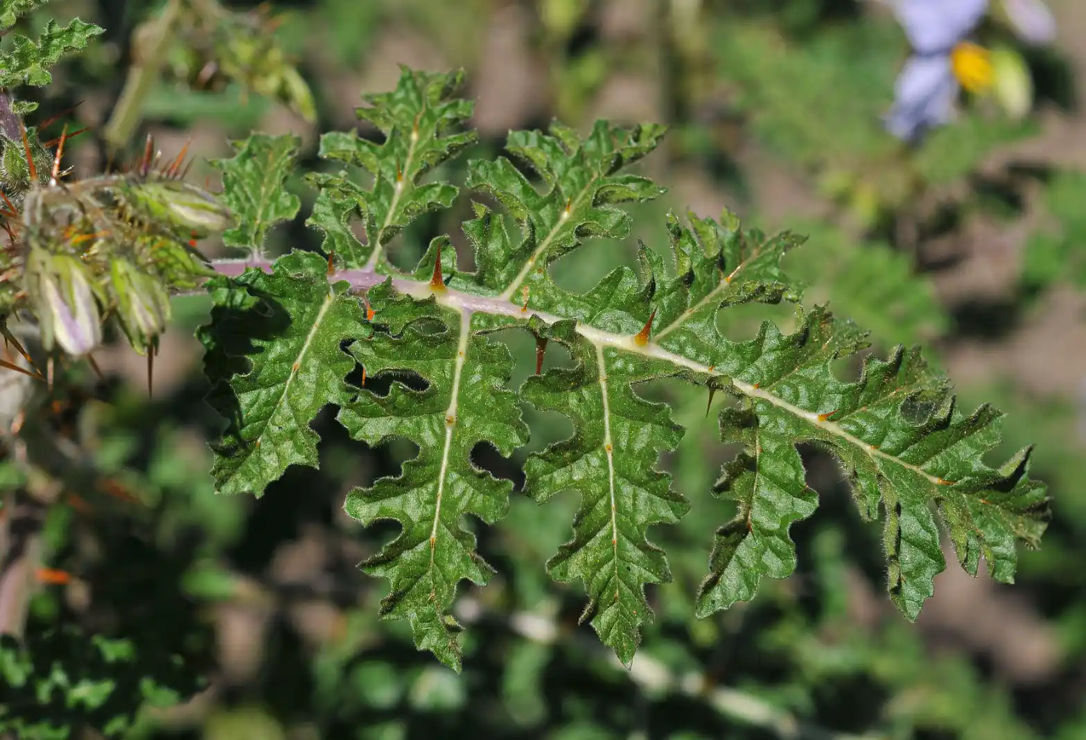 Solanum sisymbriifolium Lam.