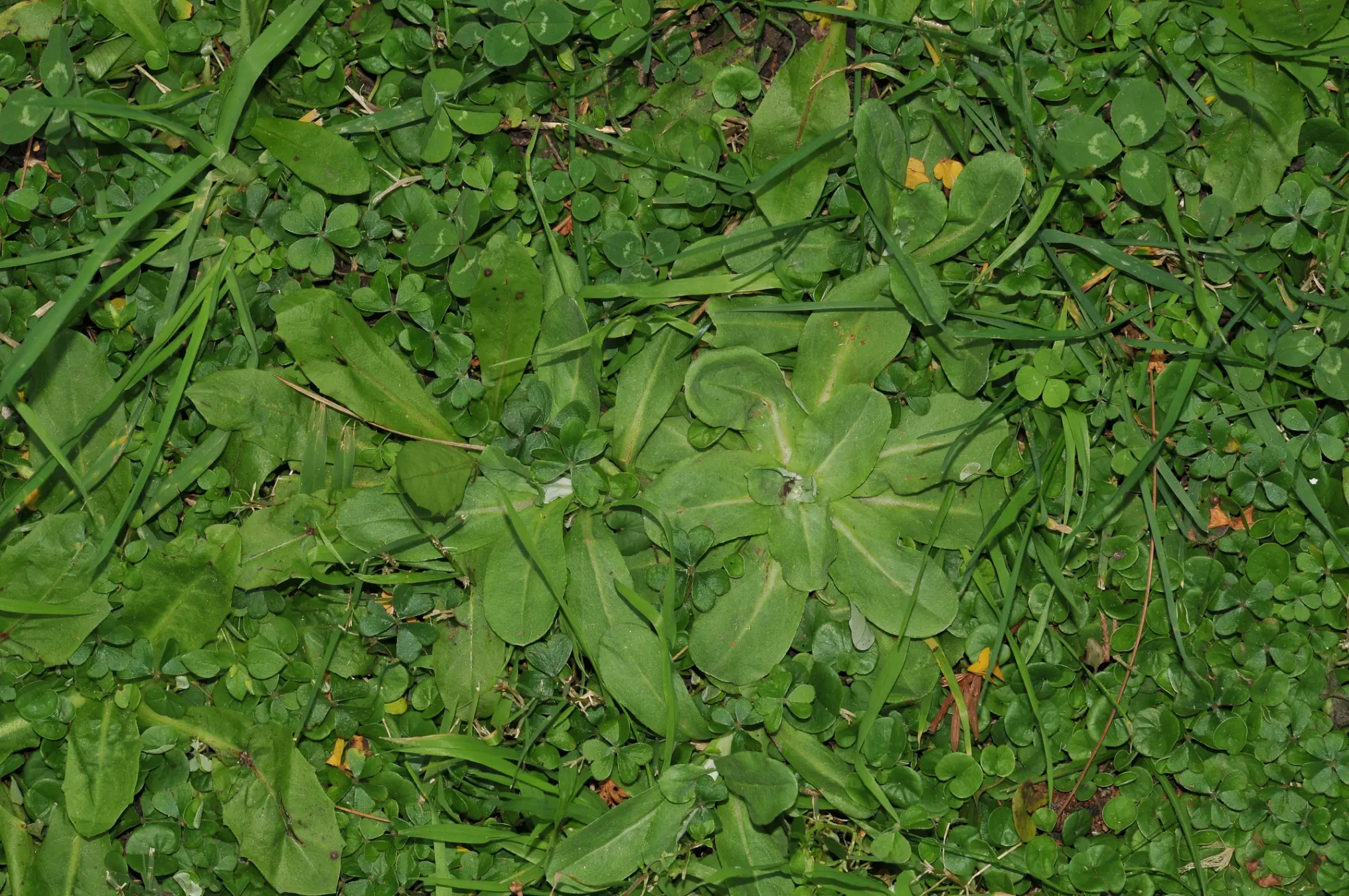 Gamochaeta americana (Mill.) Wedd.