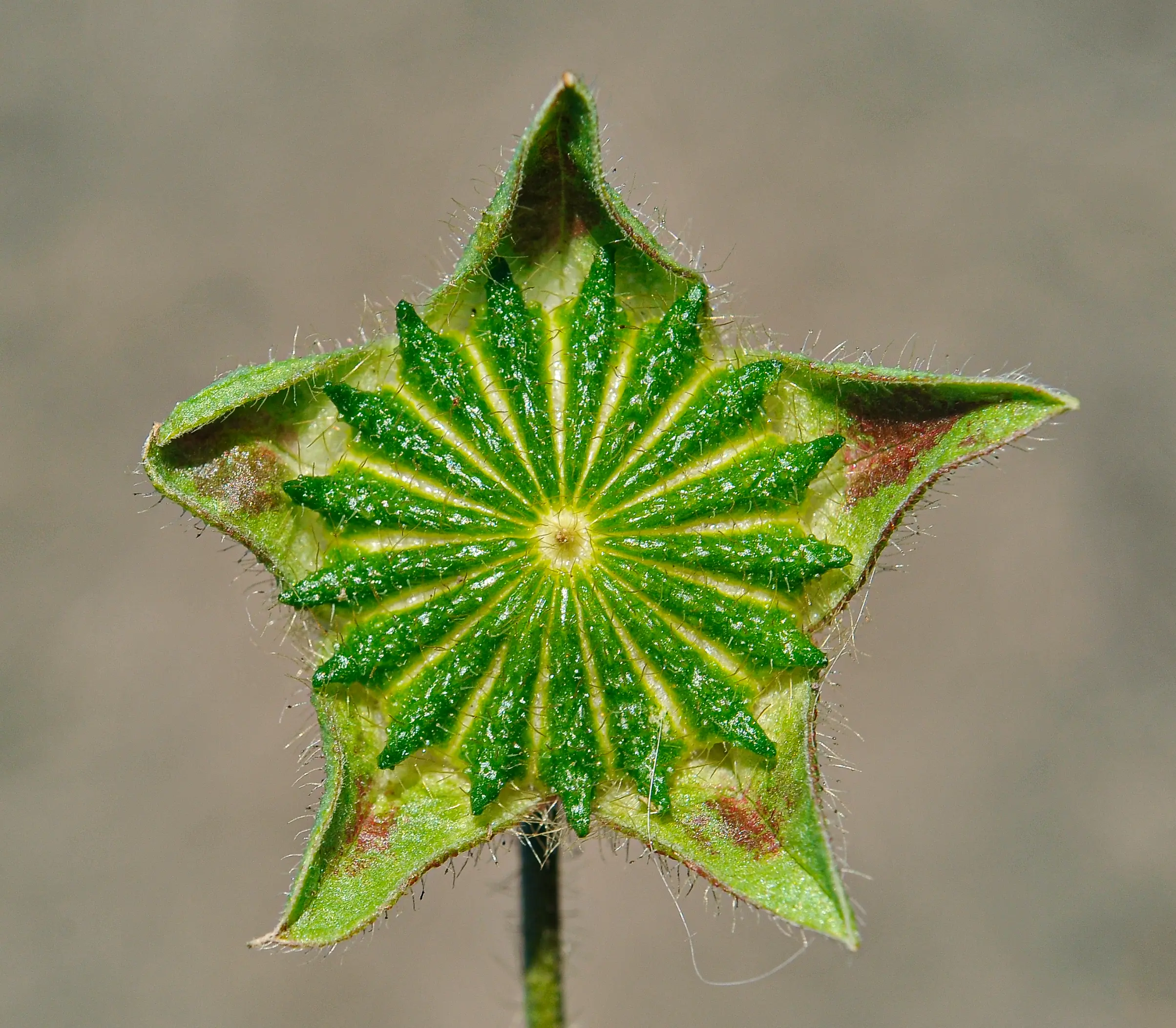 Anoda cristata (L.) Schltdl.