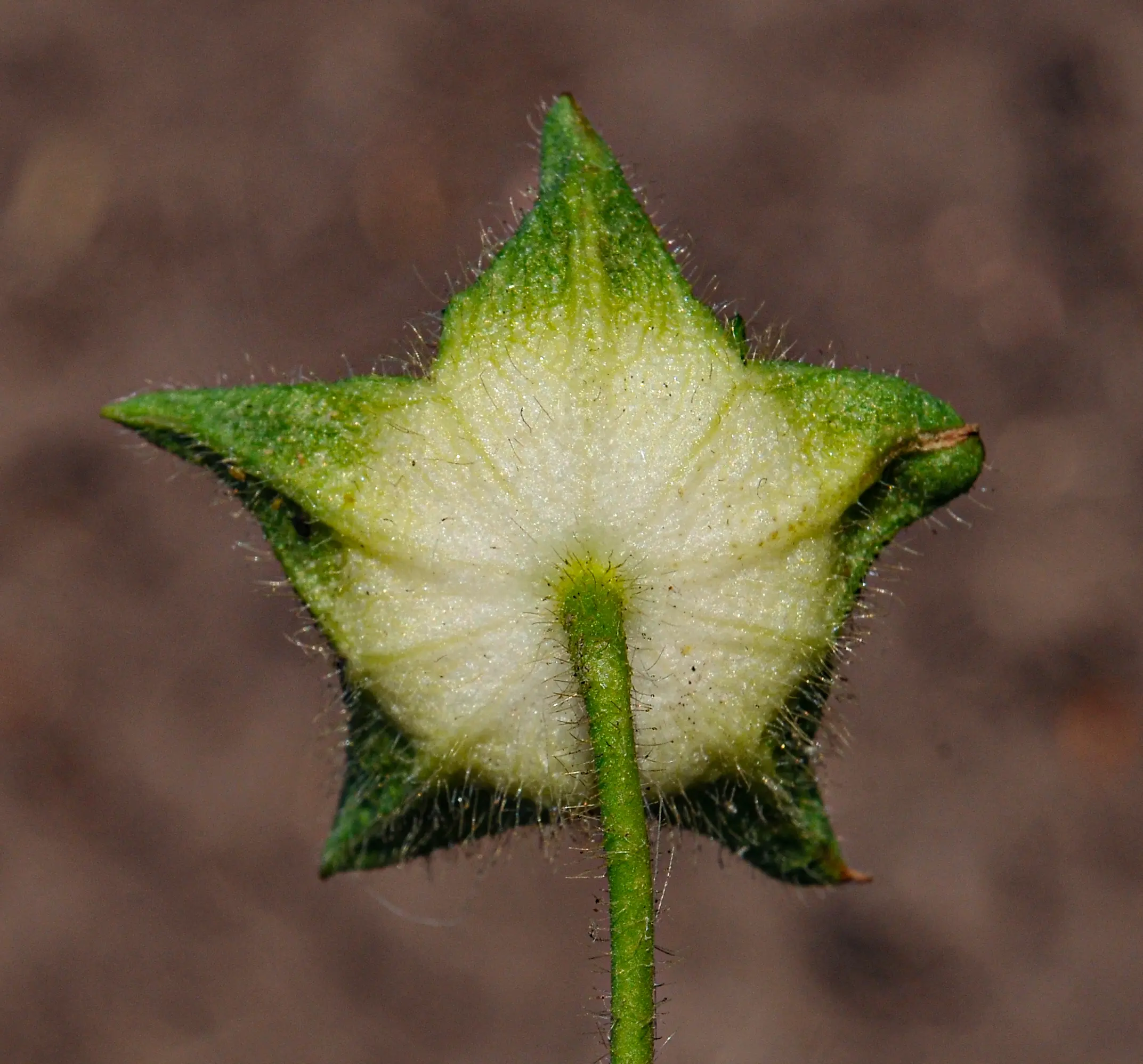 Anoda cristata (L.) Schltdl.