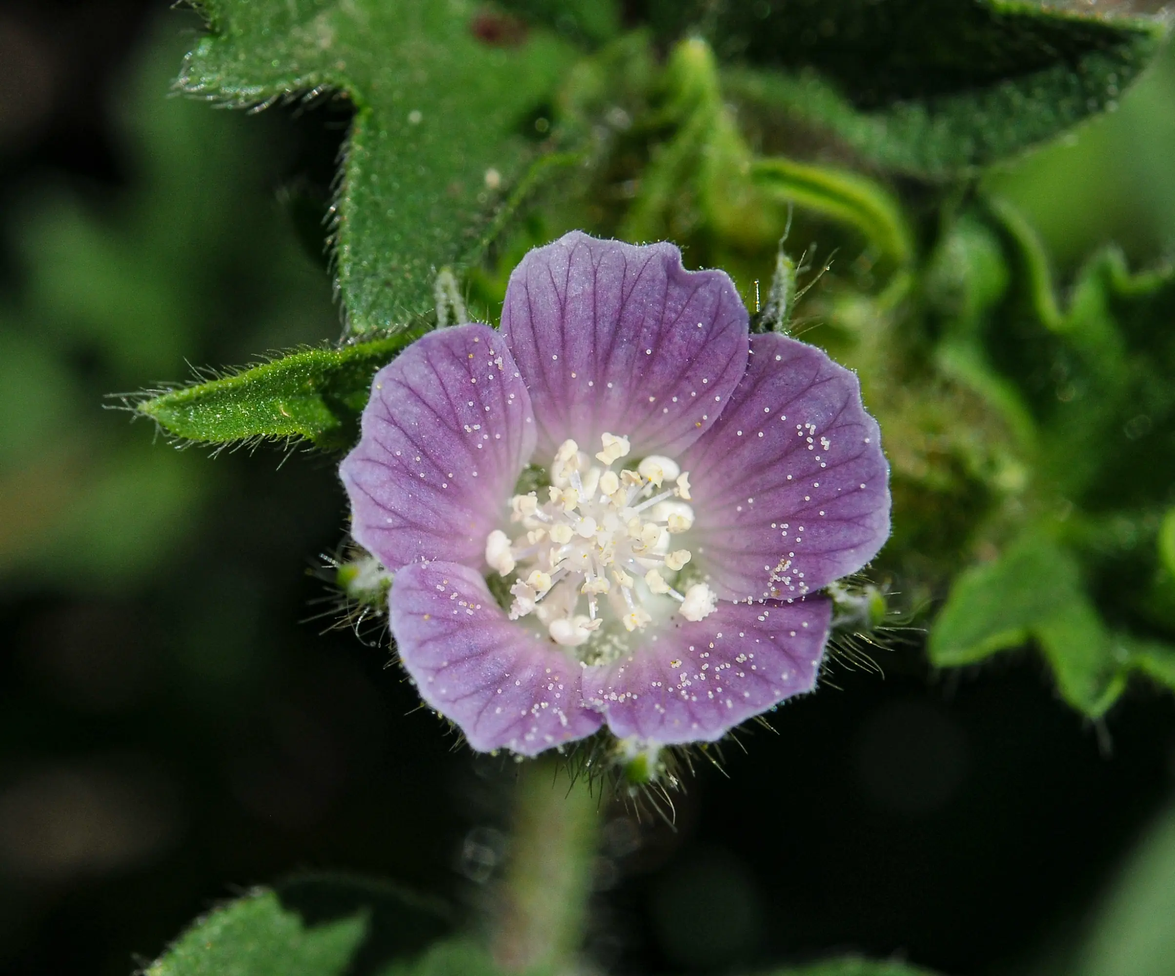 Anoda cristata (L.) Schltdl.