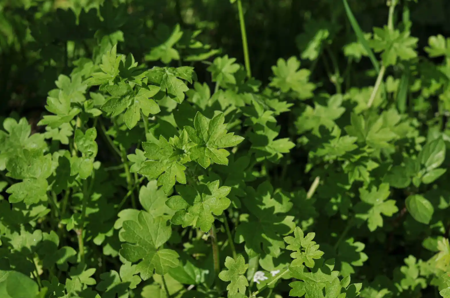 Bowlesia incana Ruiz & Pav.