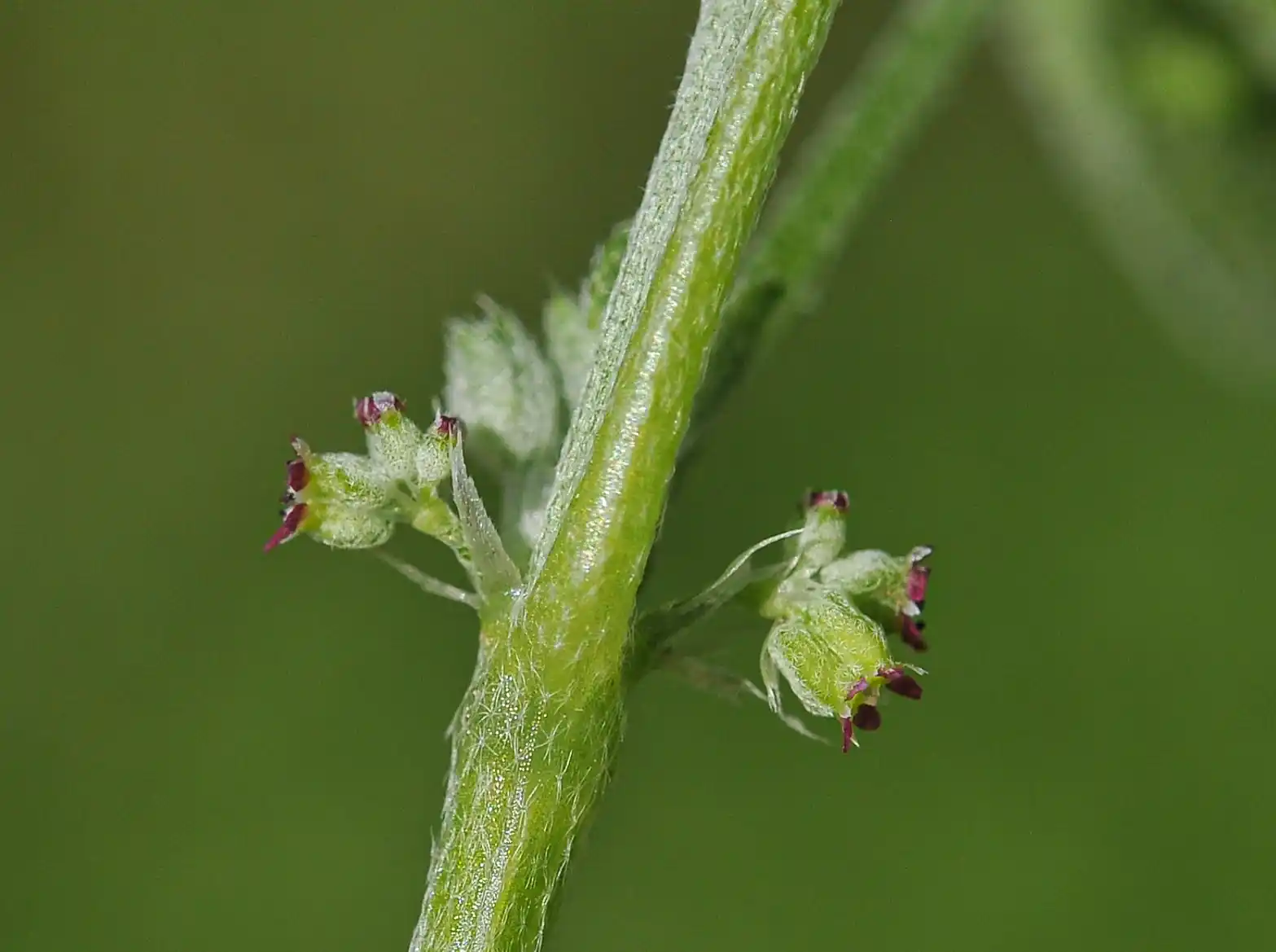Bowlesia incana Ruiz & Pav.