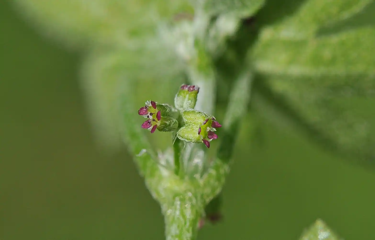 Bowlesia incana Ruiz & Pav.