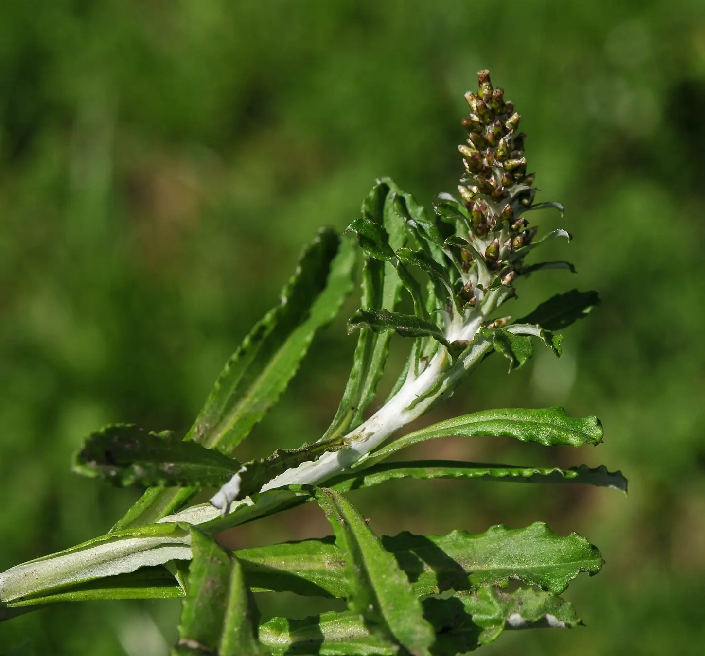 Gamochaeta americana (Mill.) Wedd.