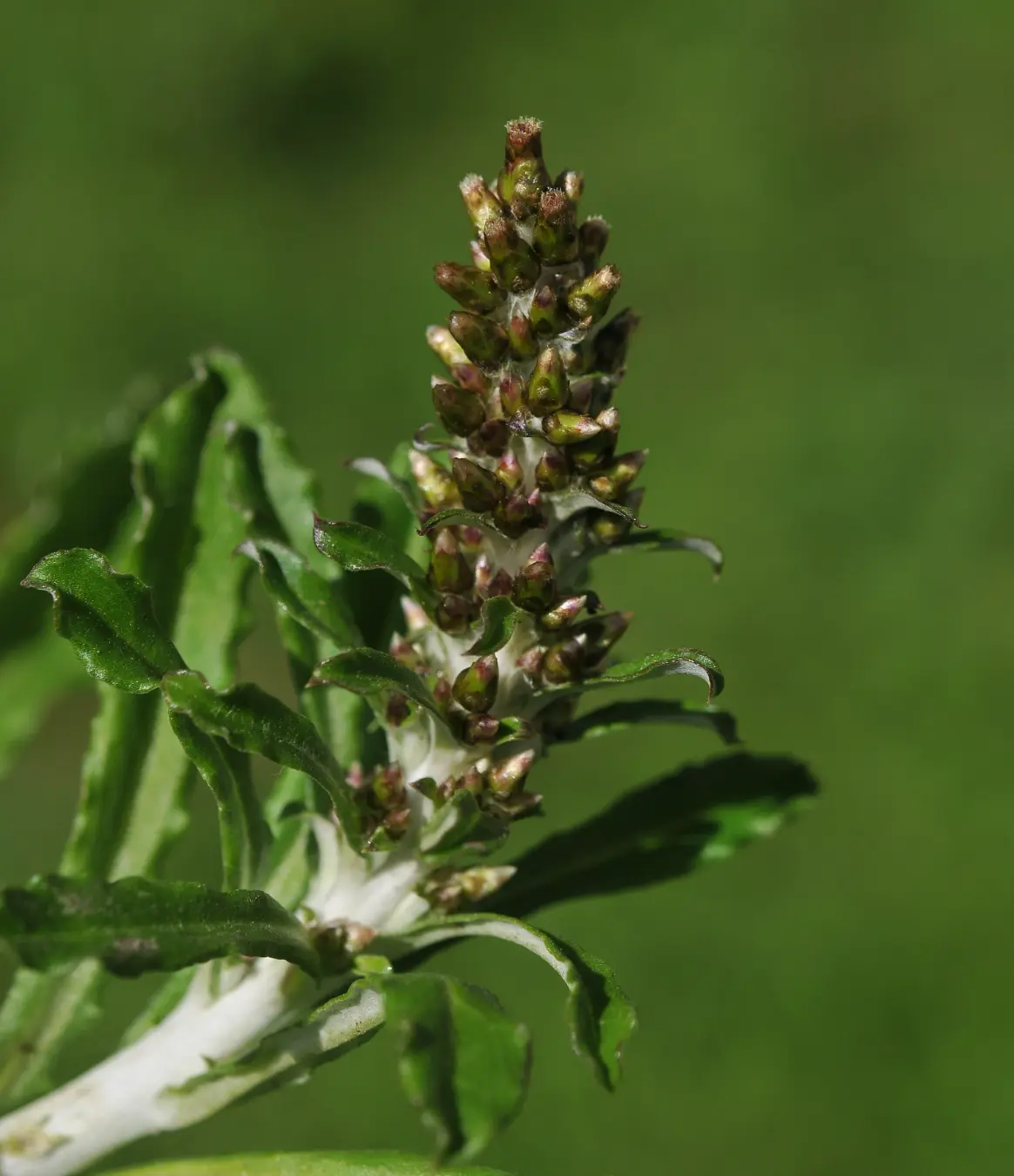 Gamochaeta americana (Mill.) Wedd.