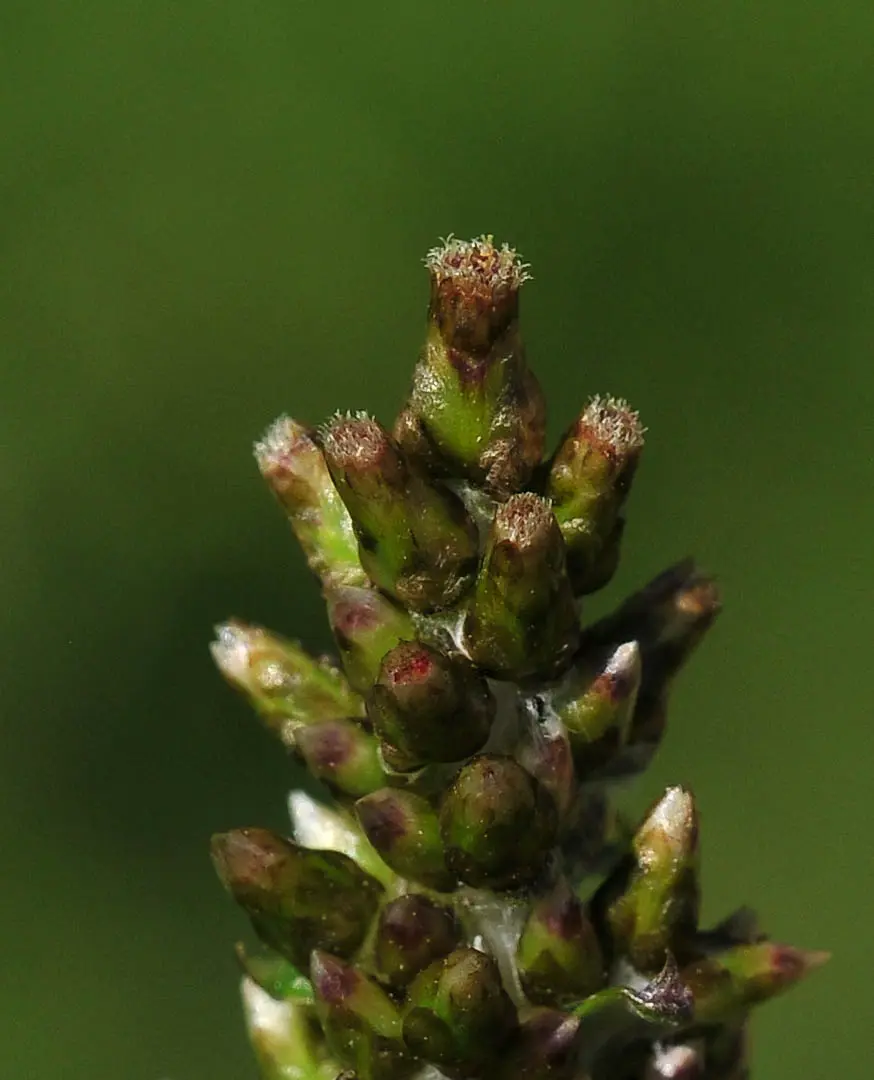 Gamochaeta americana (Mill.) Wedd.