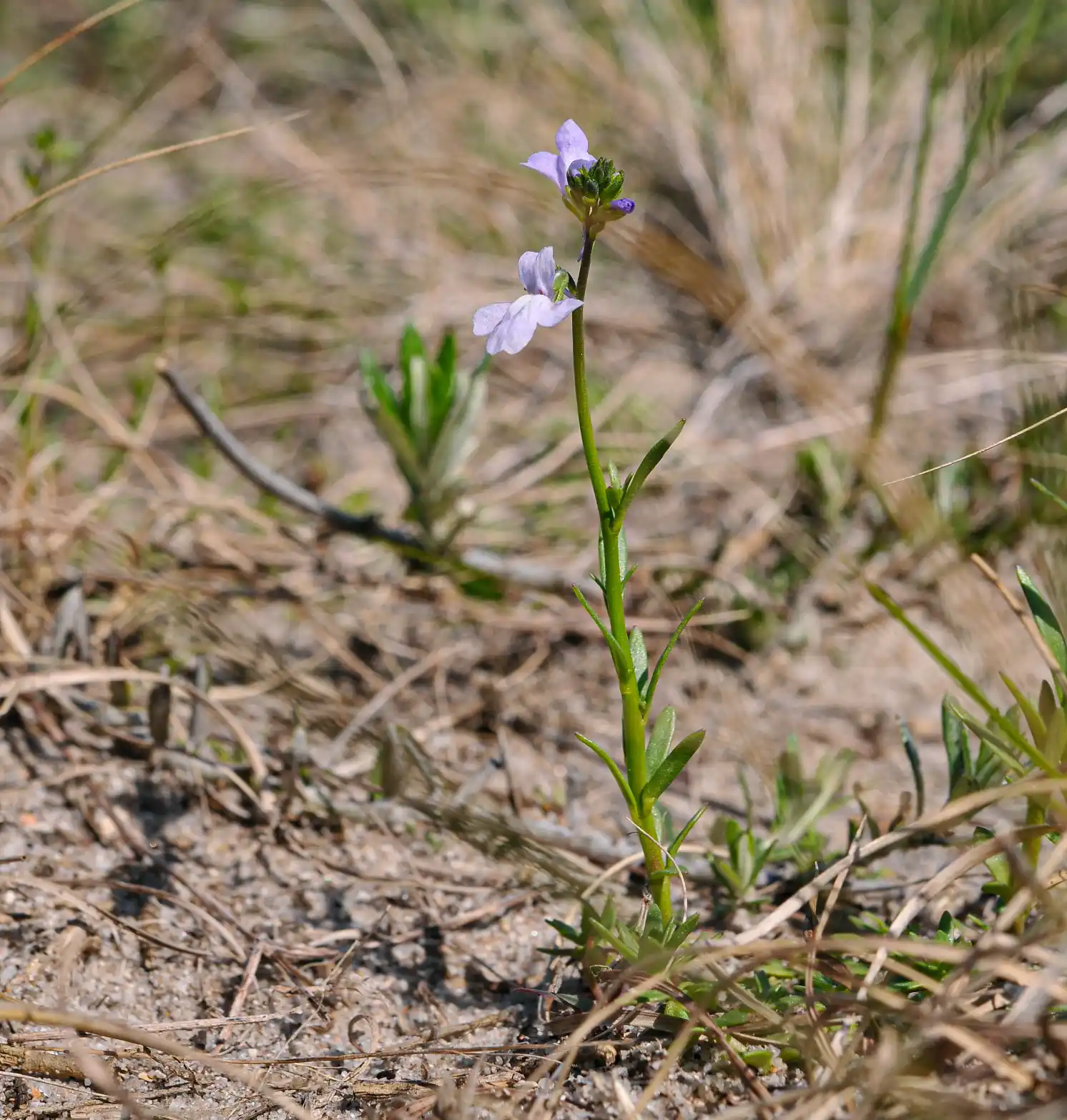 Nuttallanthus texanus (Scheele) D.A.Sutton