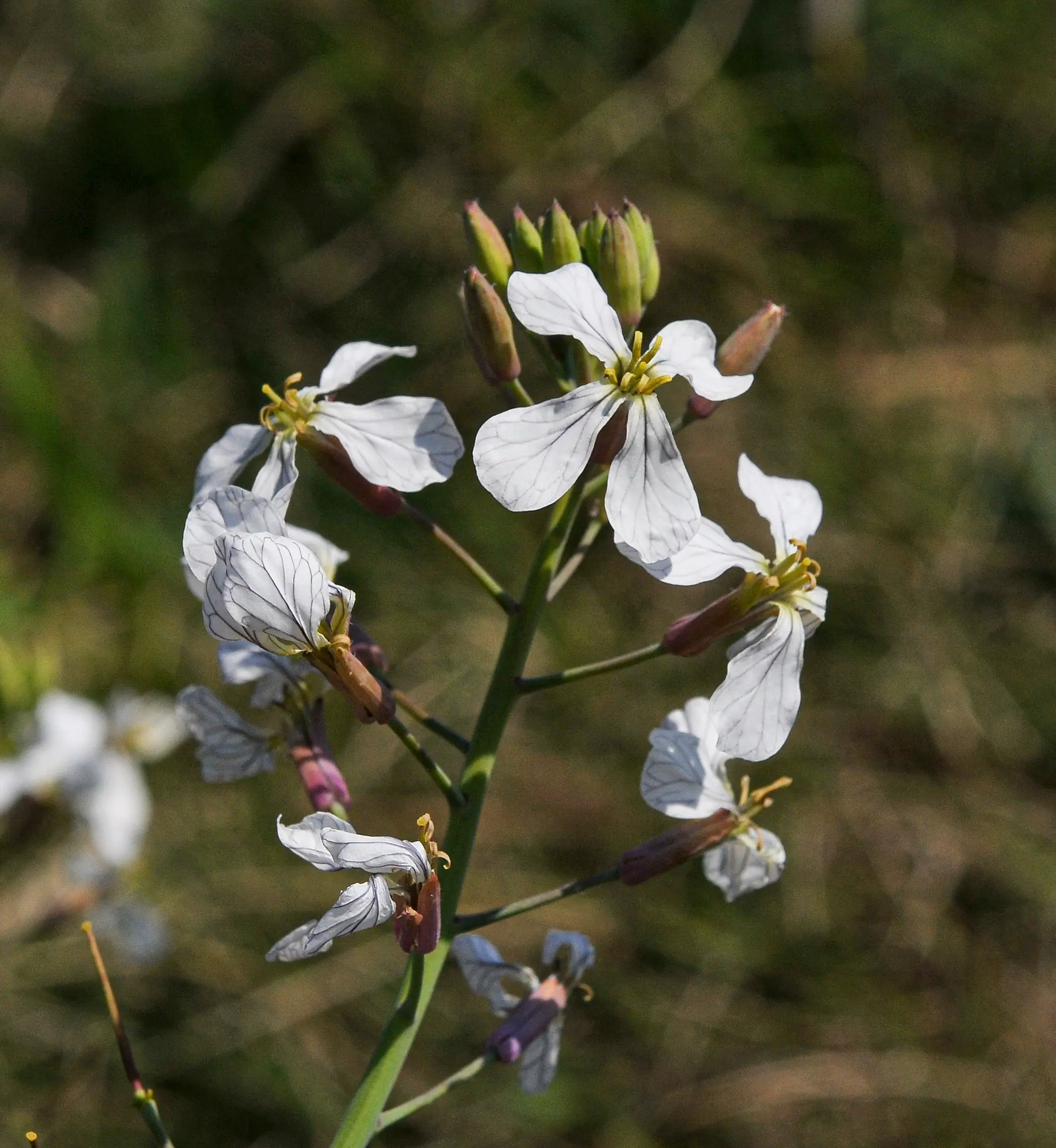 Raphanus sativus L.