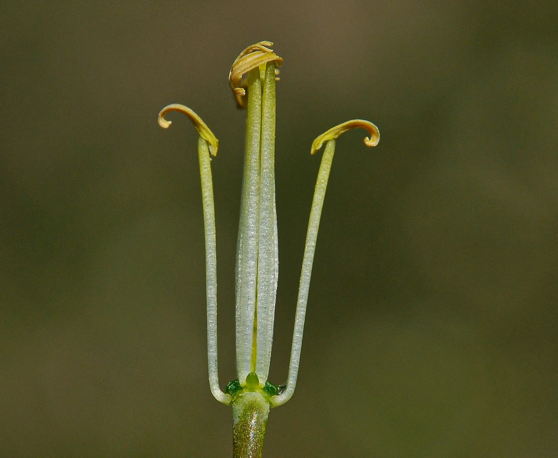 Raphanus sativus L.