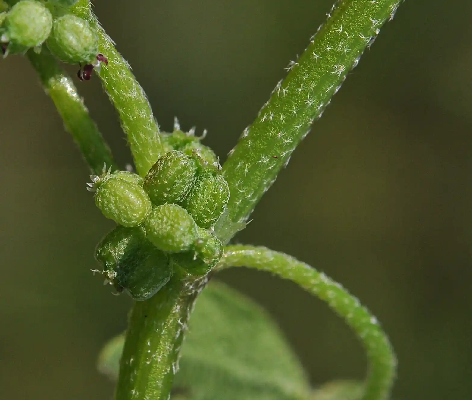 Bowlesia incana Ruiz & Pav.
