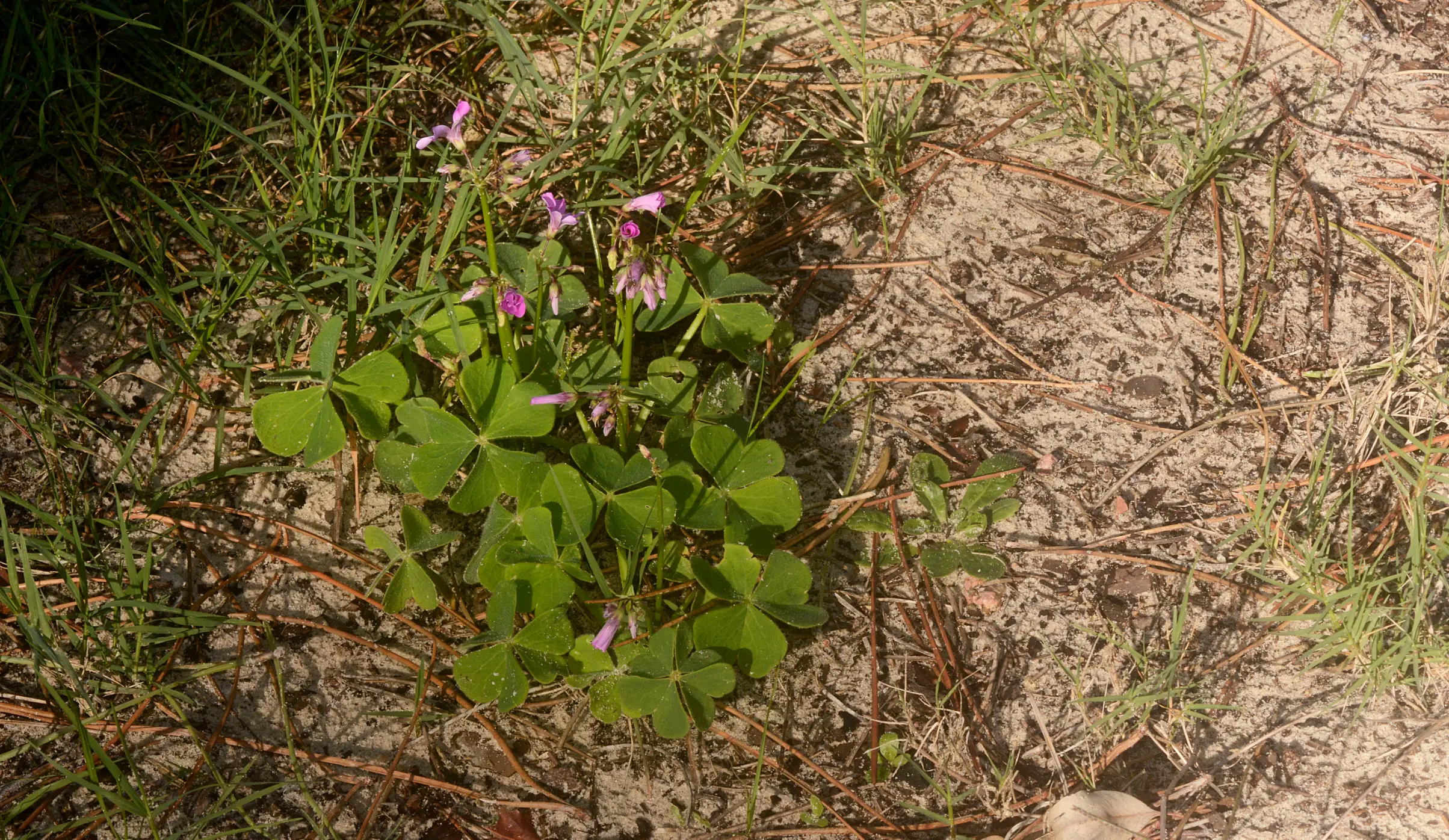 Oxalis monticola Arechav.