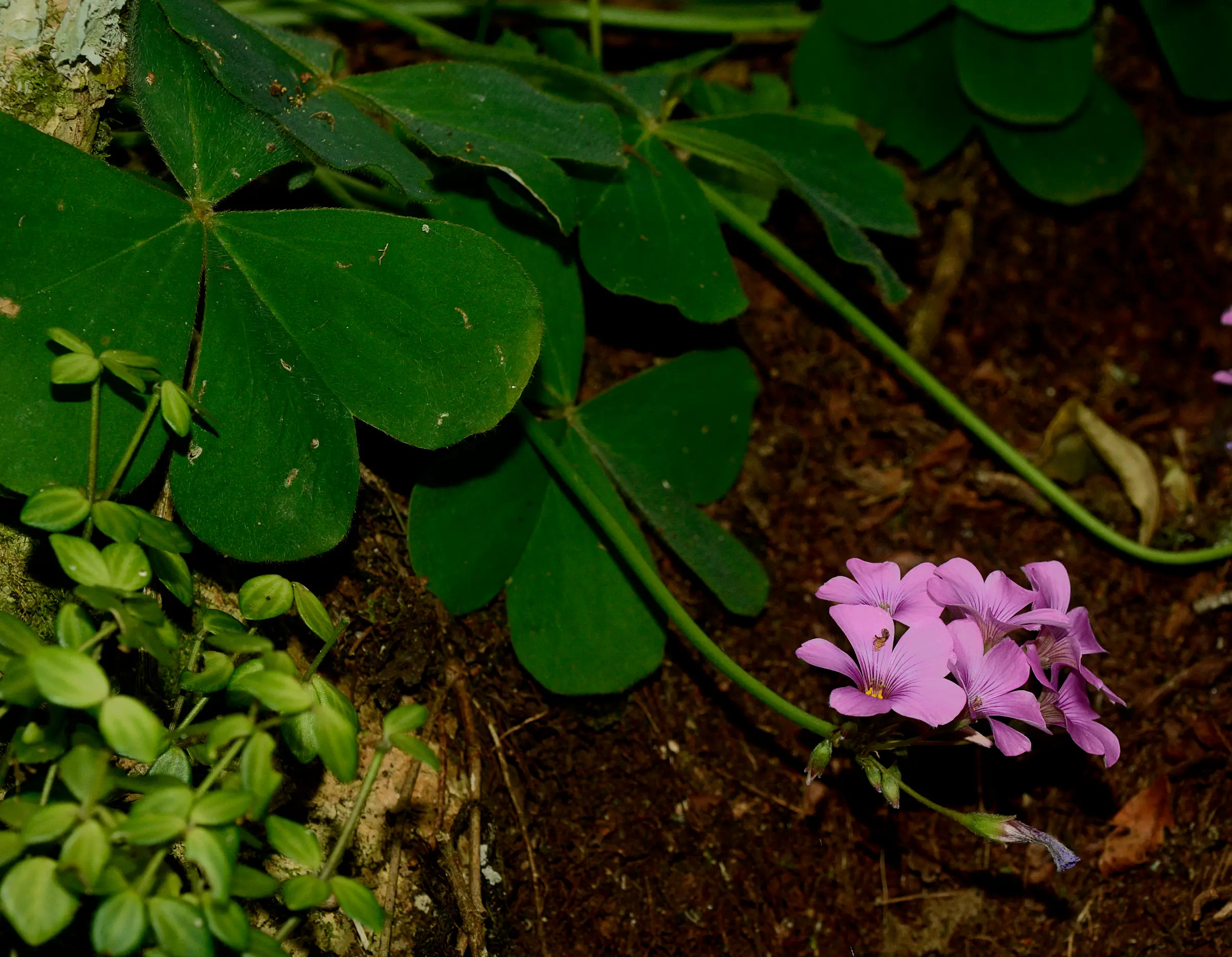 Oxalis monticola Arechav.