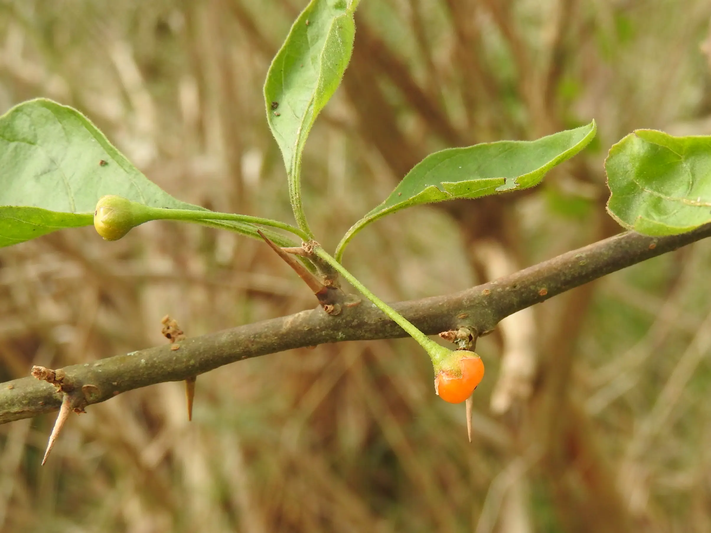 Vassobia breviflora (Sendtn.) Hunz.